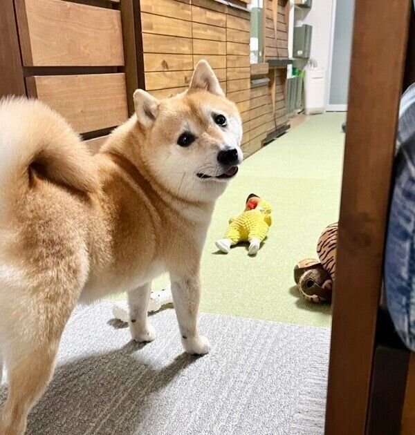 遊びたい気持ちが冷めてしまったこじろうくん