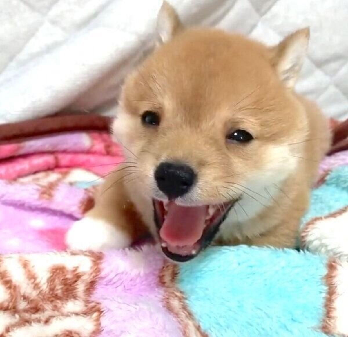 おネムな豆柴子犬があくびをしたら あっ な展開が かわいすぎる姿に悶絶 いぬのきもちweb Magazine おネムな豆柴子犬があくびをしたら あっ な展開が かわいすぎる姿に悶絶 いぬのきもちweb Magazine