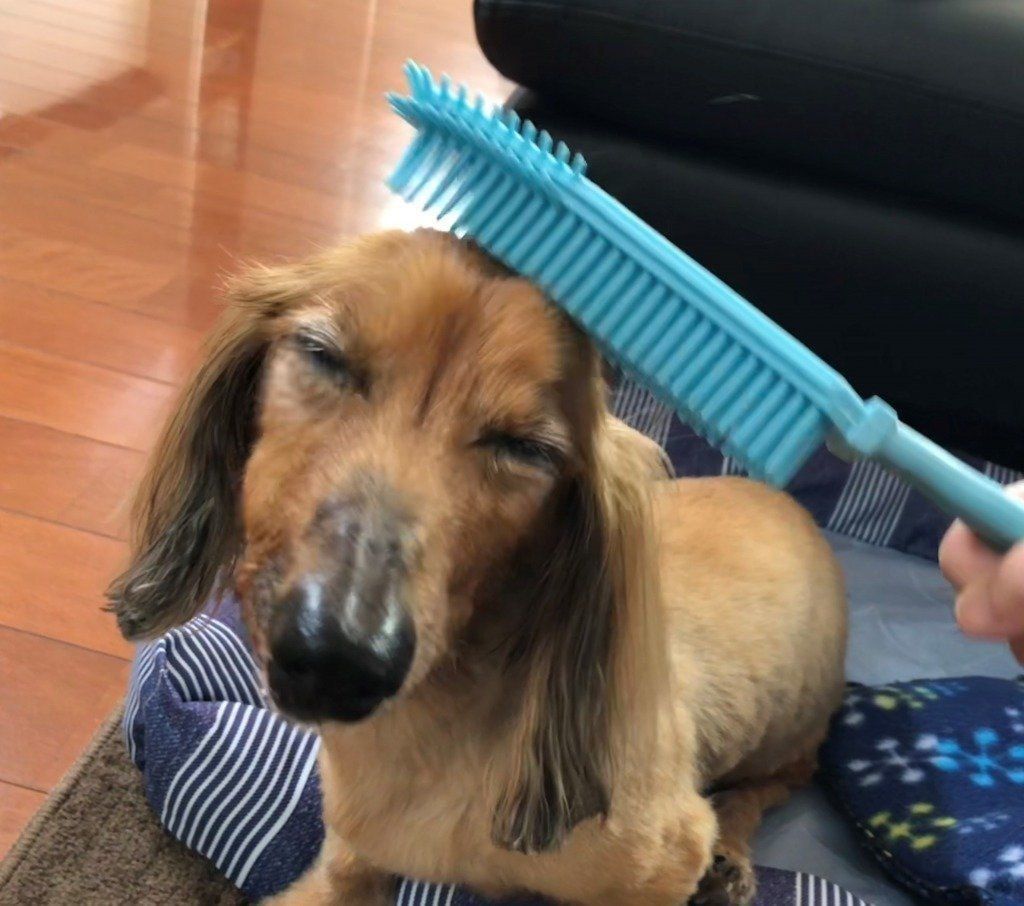 気持ちよさそうな愛犬