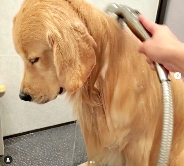 「寝起き+朝風呂」でテンションだだ下がりのアランくん