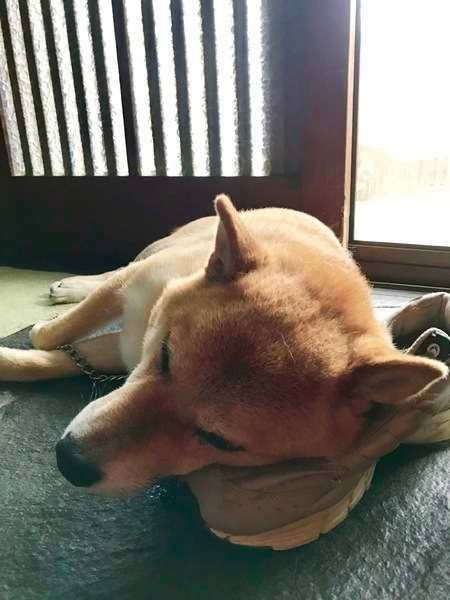  ヤマトくん  柴