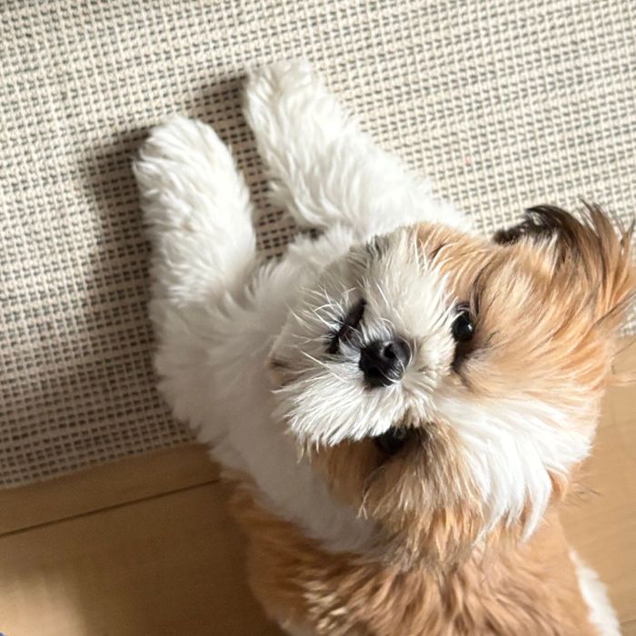 見つめるはんぺんくん