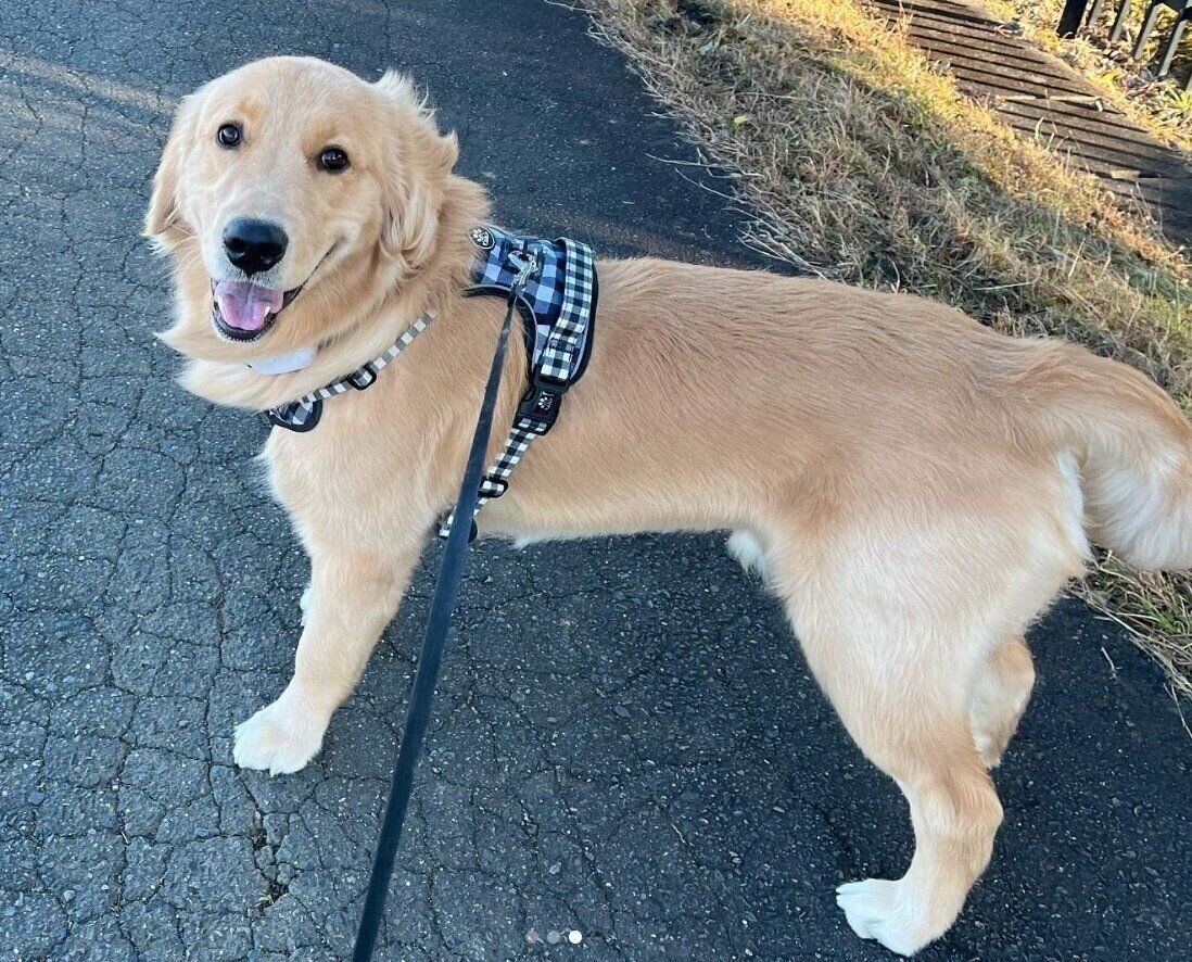 楽しそうなモンガータちゃん