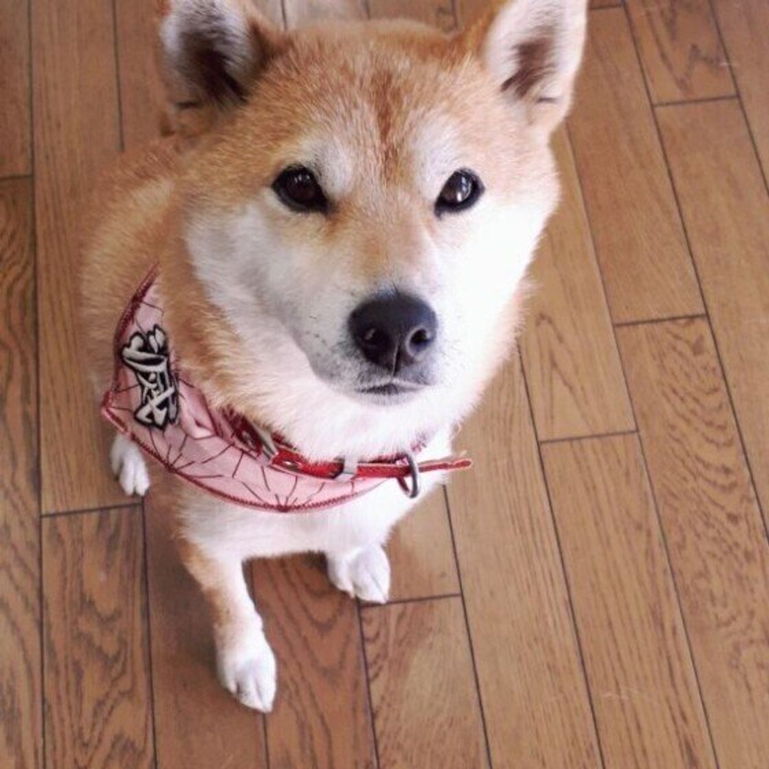 飼い主が 愛犬のニオイをよく嗅ぐ部位ランキング 第1位は 磯の香りがする などの回答も いぬのきもちweb Magazine 飼い主が 愛犬のニオイをよく嗅ぐ部位ランキング 第1位は 磯の香りがする などの回答も いぬのきもちweb Magazine