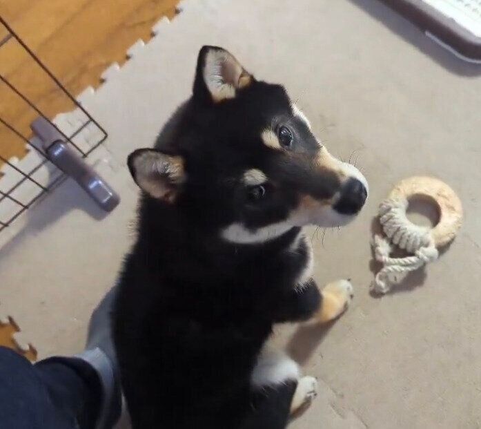 「車庫入れ」のような動きの後に、飼い主さんをチラ見するだてまきくん