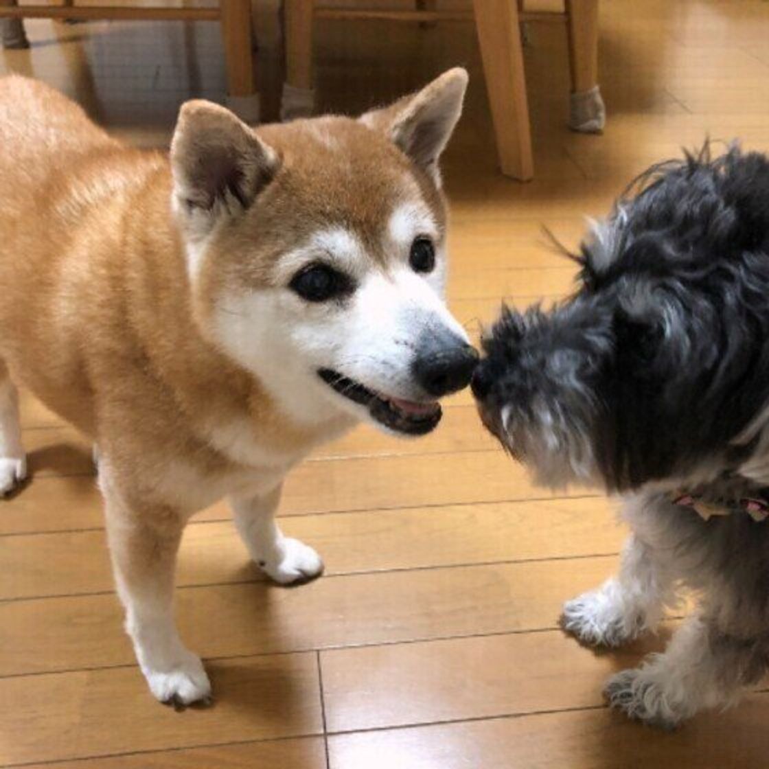 年をとって甘えん坊になる犬も 年齢によって犬の性格や態度が変わるワケを解説 いぬのきもちweb Magazine 年をとって甘えん坊になる犬も 年齢によって犬の性格や態度が変わるワケを解説 いぬのきもちweb Magazine
