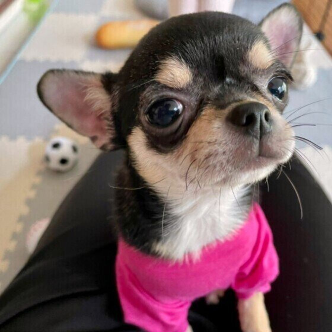 犬のストレスになる飼い主の行動5つ 知らずに愛犬に負担をかけていることも いぬのきもちweb Magazine 犬のストレスになる飼い主の行動5つ 知らずに愛犬に負担をかけていることも いぬのきもちweb Magazine