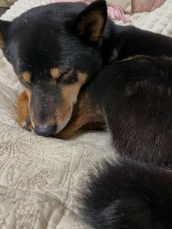 気持ちよさそうに眠る柴犬