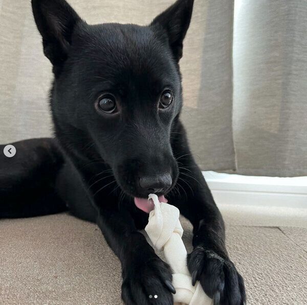 ガムを噛むよもぎちゃん