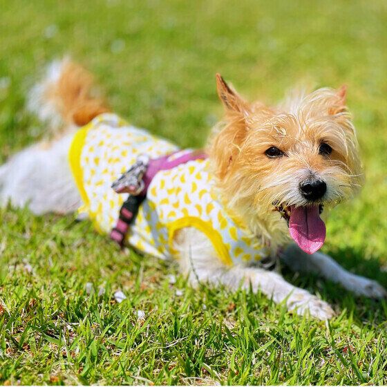 芝生で伏せる笑顔のジャック・ラッセル・テリア いぬのきもち