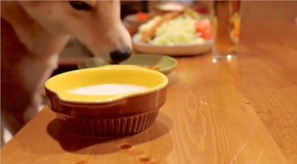 柴犬のぷんちゃん