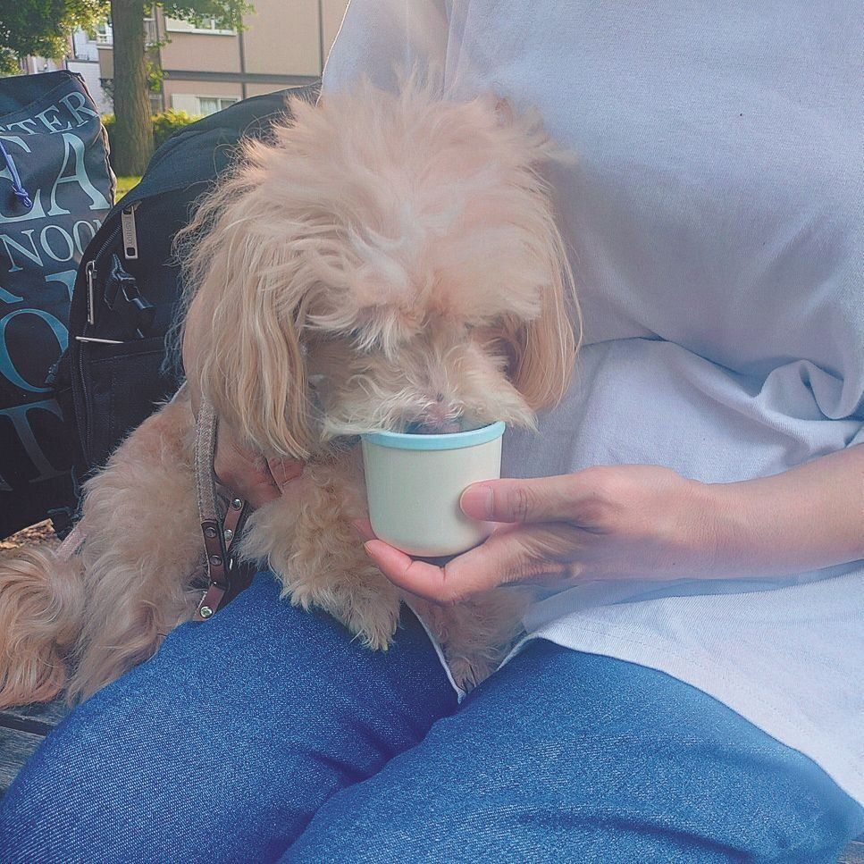 ふだんは散歩時の水入れ＆ボウルとして