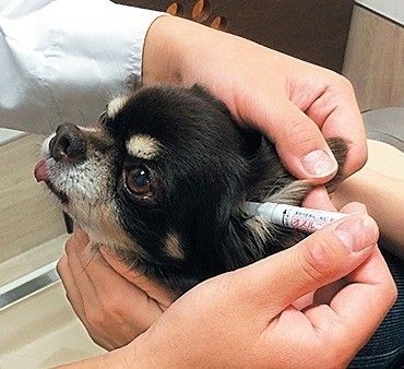 自宅での点耳なし!愛犬も飼い主さんもストレスを減らす新しい外耳炎治療