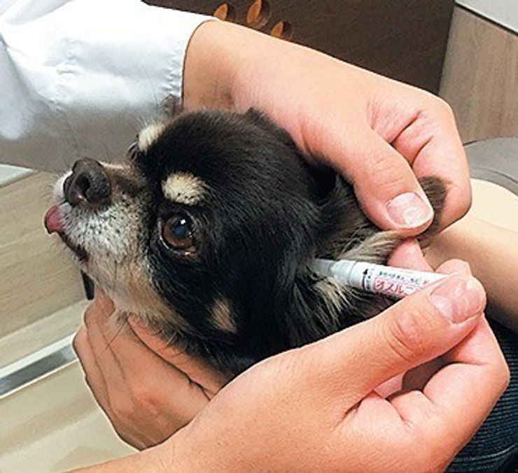 Pr 自宅での点耳なし 愛犬も飼い主さんもストレスを減らす新しい外耳炎治療 いぬのきもちweb Magazine Pr 自宅での点耳なし 愛犬も飼い主さんもストレスを減らす新しい外耳炎治療 いぬのきもちweb Magazine