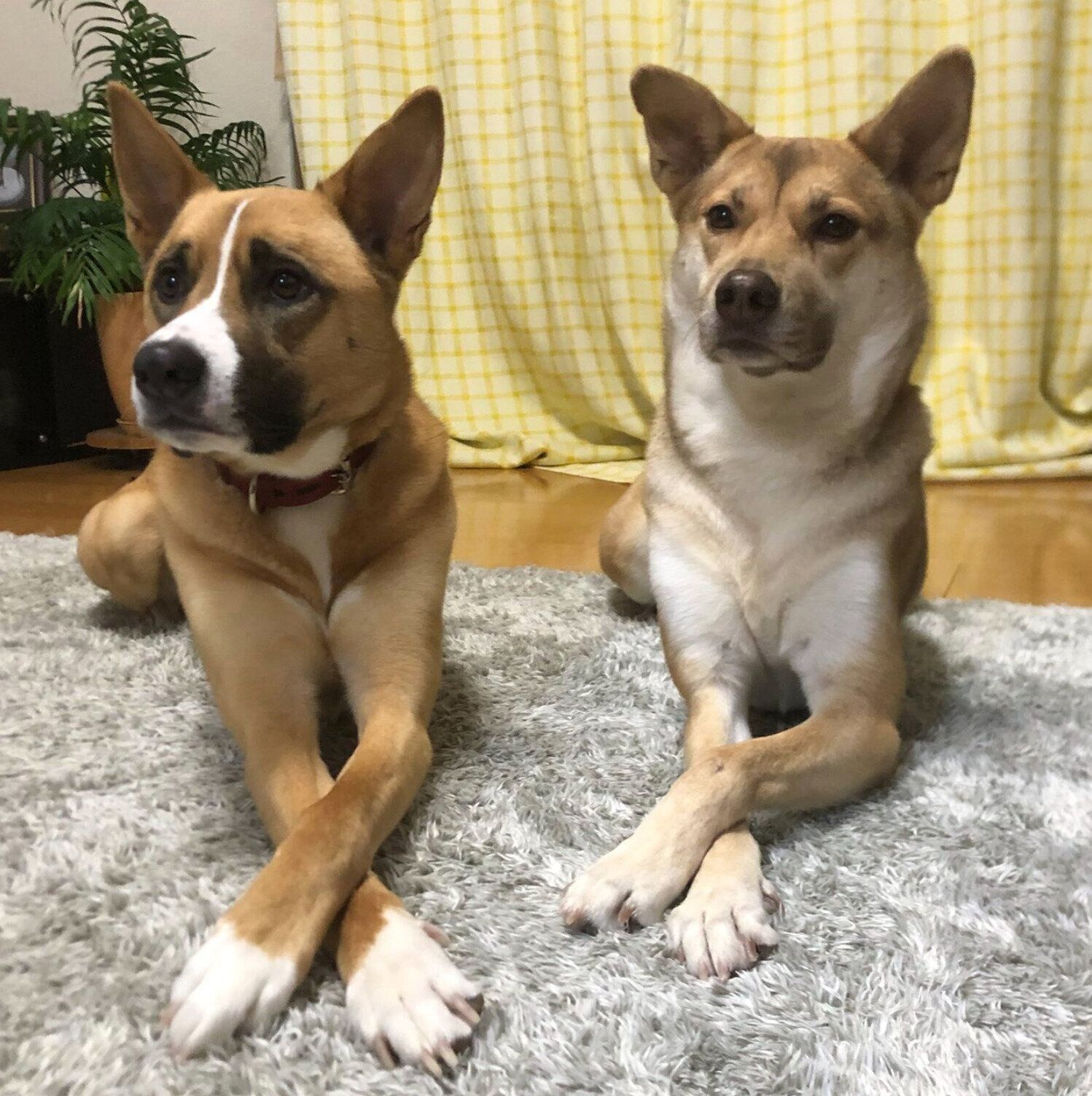 ゴハンのトッピング待ちをするあんこちゃん、もちちゃん