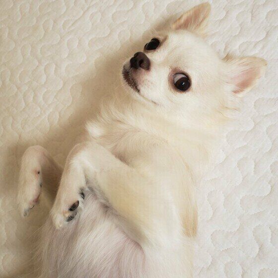 ヘソ天するチワワ