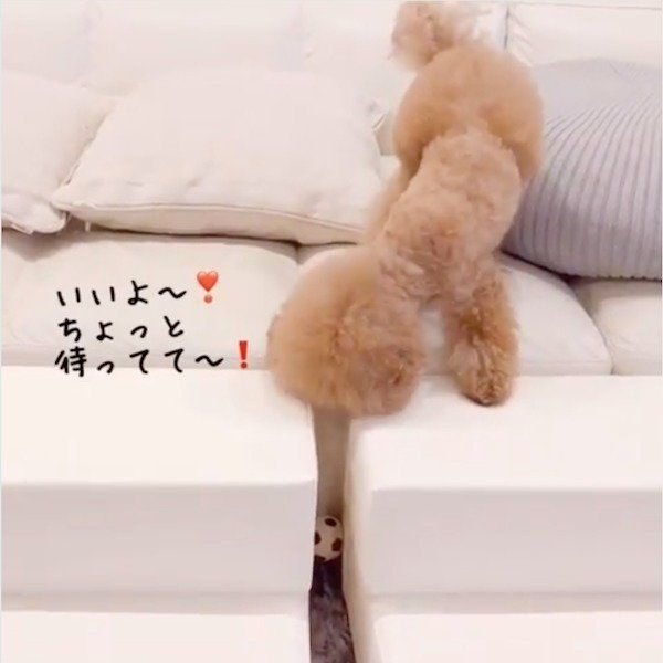 ここ掘れワンワンなトイ・プードル