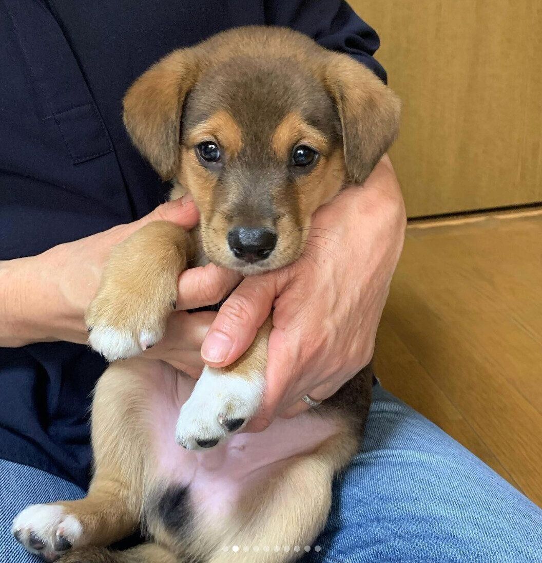 お迎えしたばかりのころのあのくん