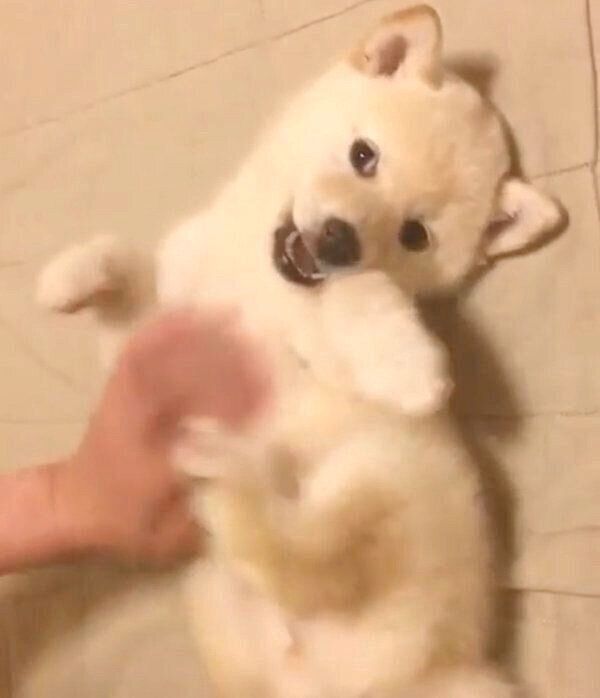ナデナデされる琴ちゃん