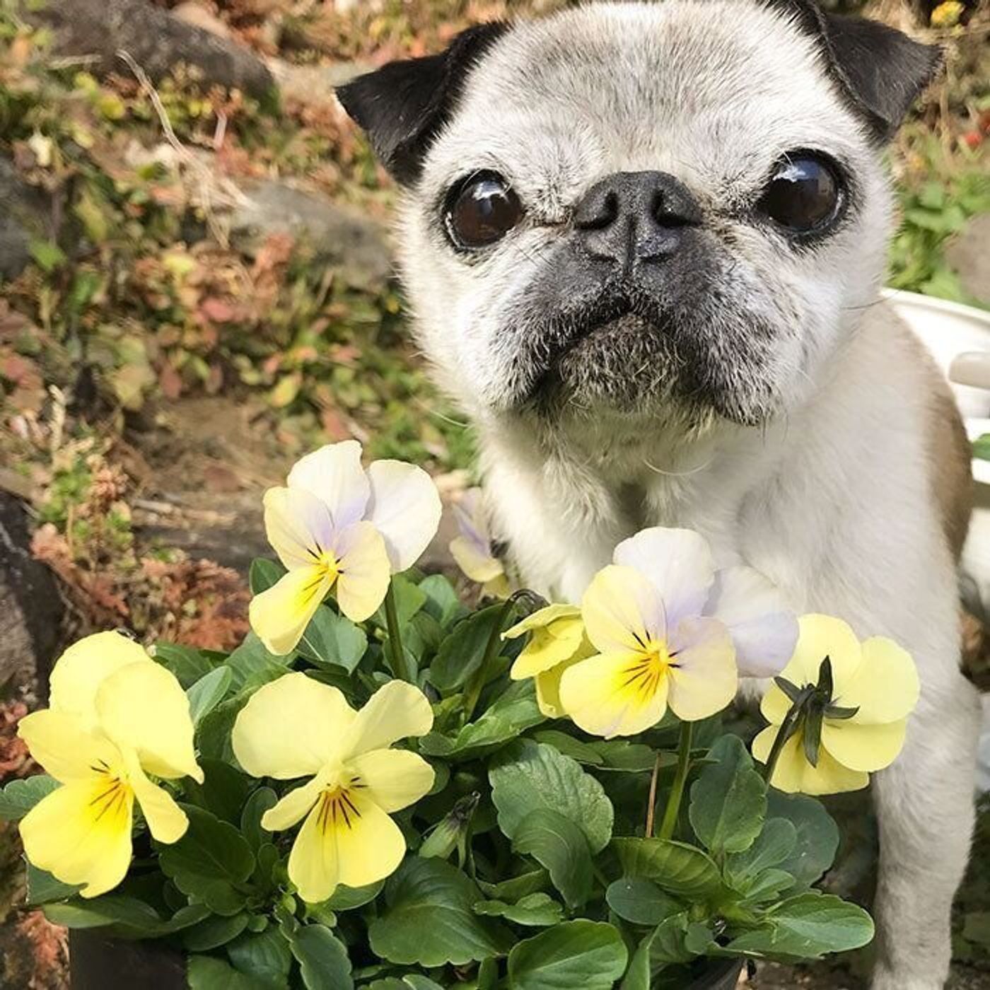犬が咳をしていない という喜びを一日に何度も噛みしめる飼い主 連載 パグ犬 めー Vol 141 いぬのきもちweb Magazine 犬が咳をしていない という喜びを一日に何度も噛みしめる飼い主 連載 パグ犬 めー Vol 141 いぬのきもちweb Magazine