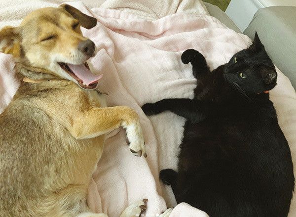 寄り添う犬と猫