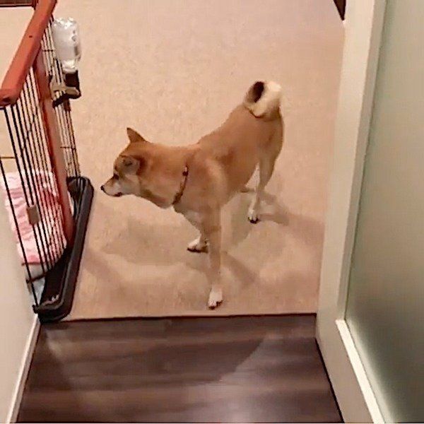 フローリングの歩き方が特殊な柴犬