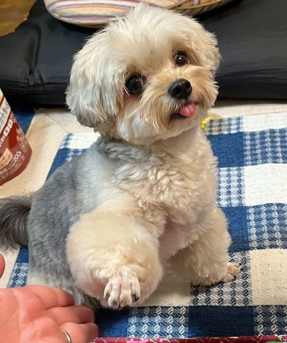 オテをするぽたちゃん