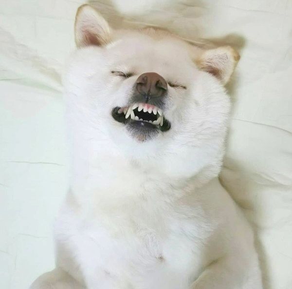 寝落ちしたきなこちゃん