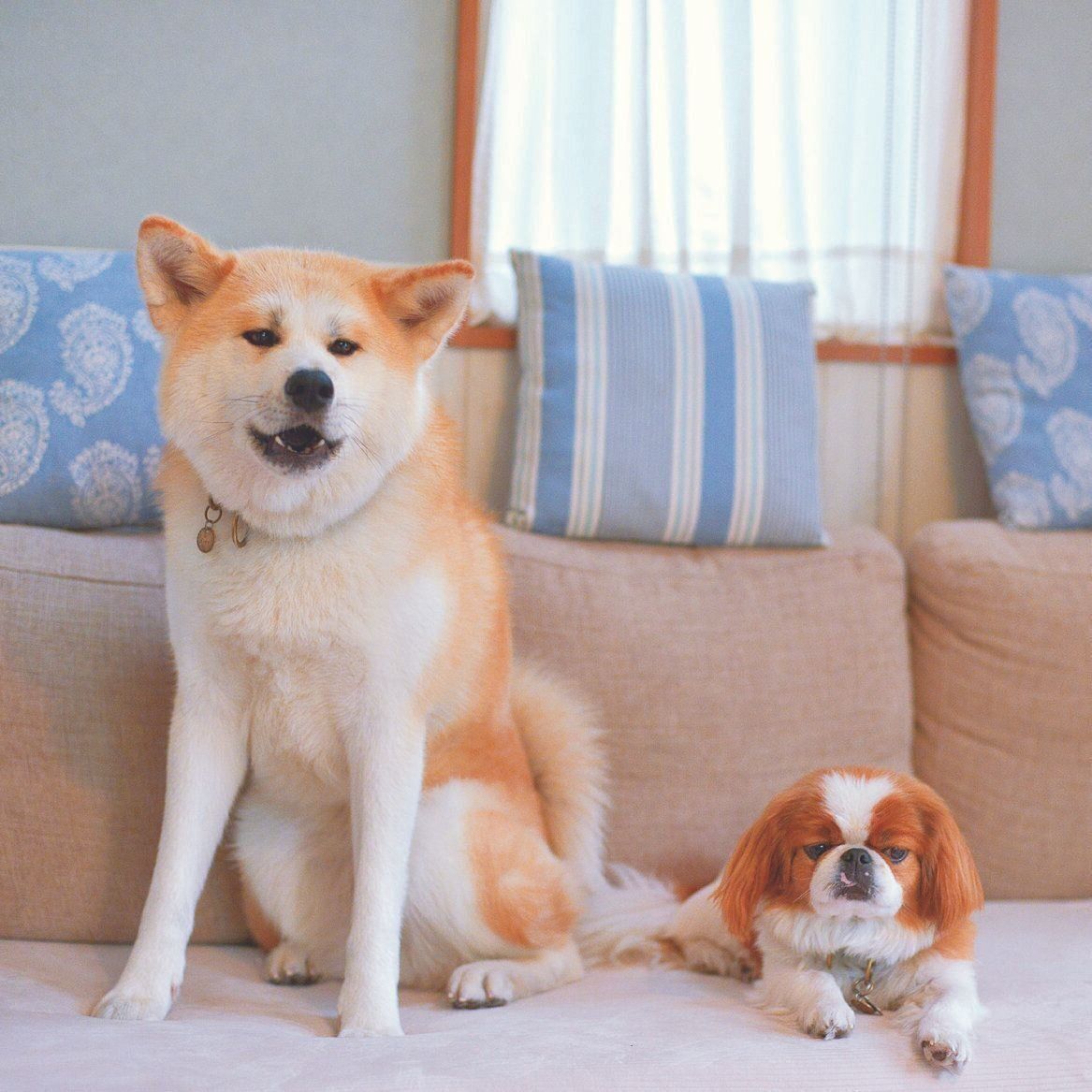 吉川さん宅の愛犬きみちゃん（推定3才／左）は、群馬県で保護された秋田。いつも行動をともにするよきパートナーに。小型犬ミックスのスブタくん（推定5才／右）は、保護犬たちのお世話係として活躍