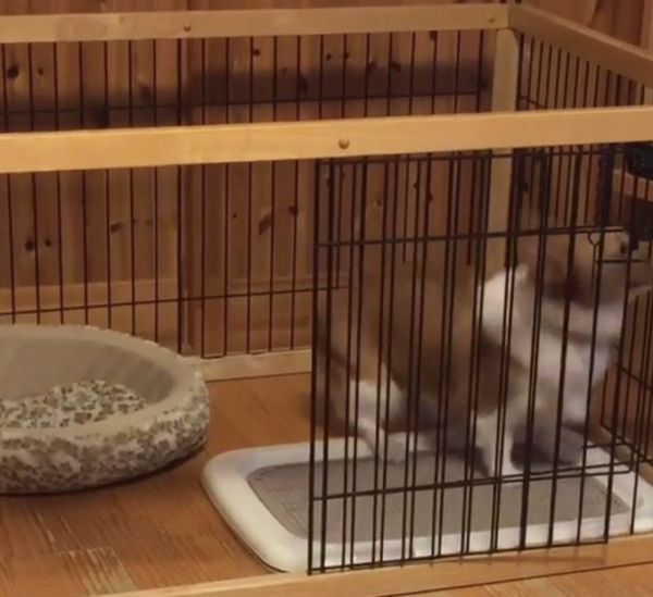 腸を刺激するコーギー