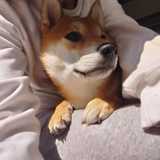はち  柴  １歳になったのに