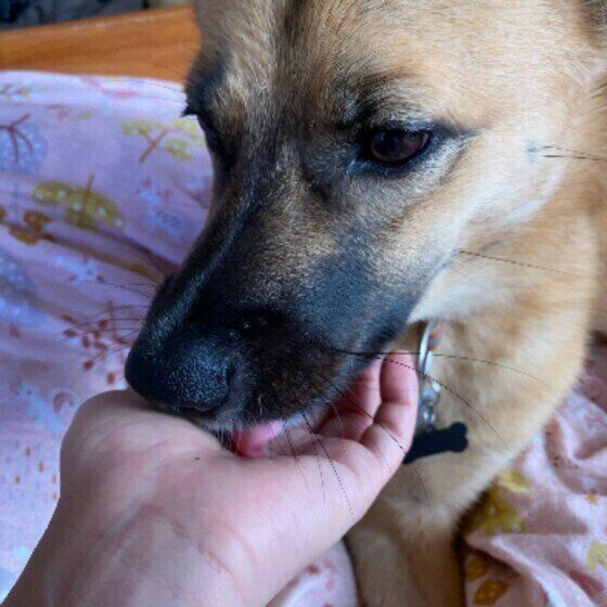 手をなめる中型Mix犬