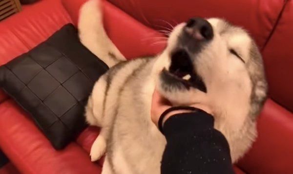 手が近づくと耳がなくなるシベリアン・ハスキー