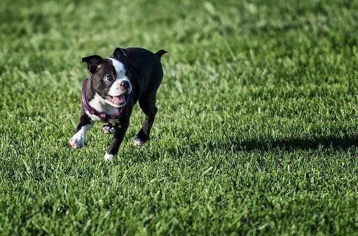 ボストン・テリア