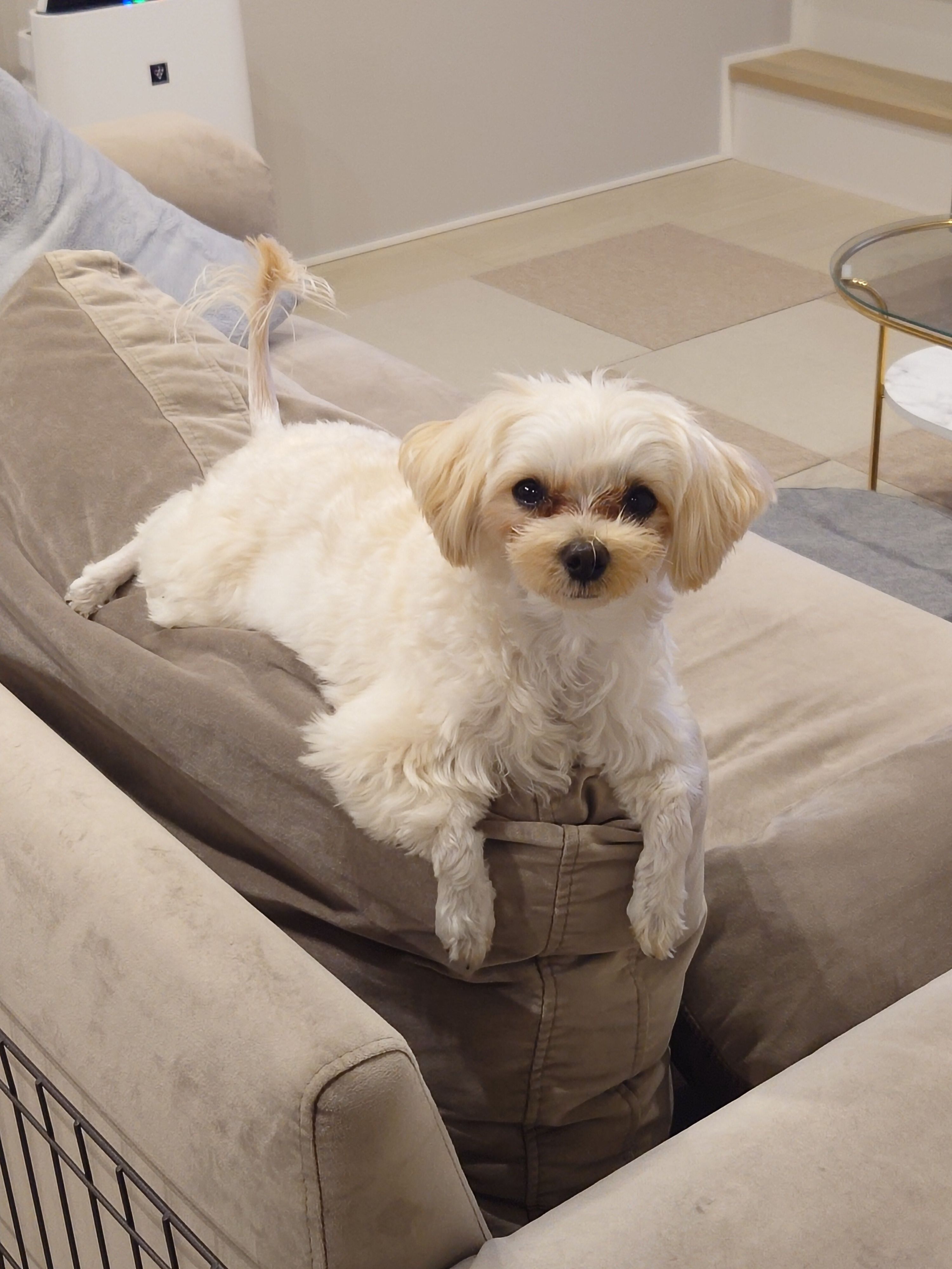 ソファの上でくつろぐ犬