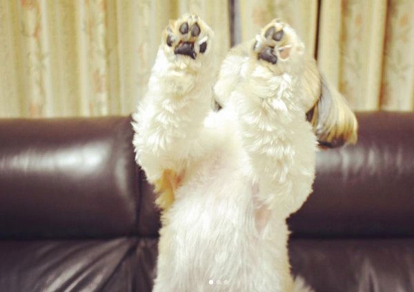 ハイタッチからの ワンコのかわいすぎる姿に悶絶必至 いぬのきもちweb Magazine