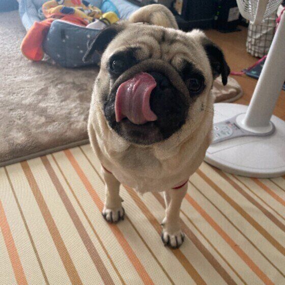 パグのまるちゃん