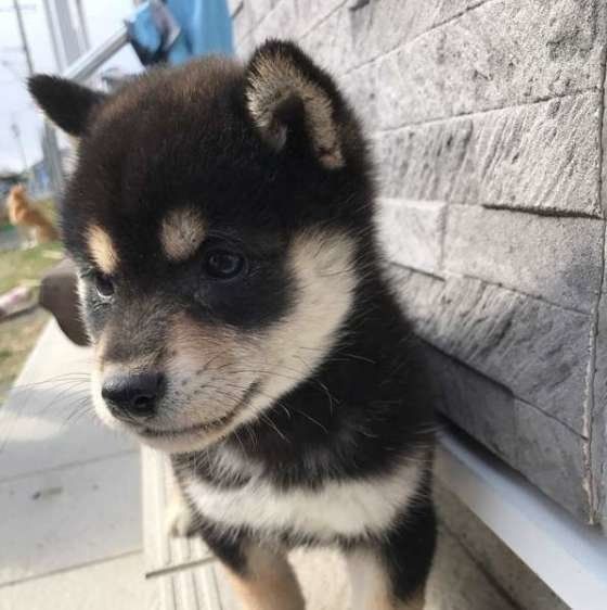 柴のあずきちゃん