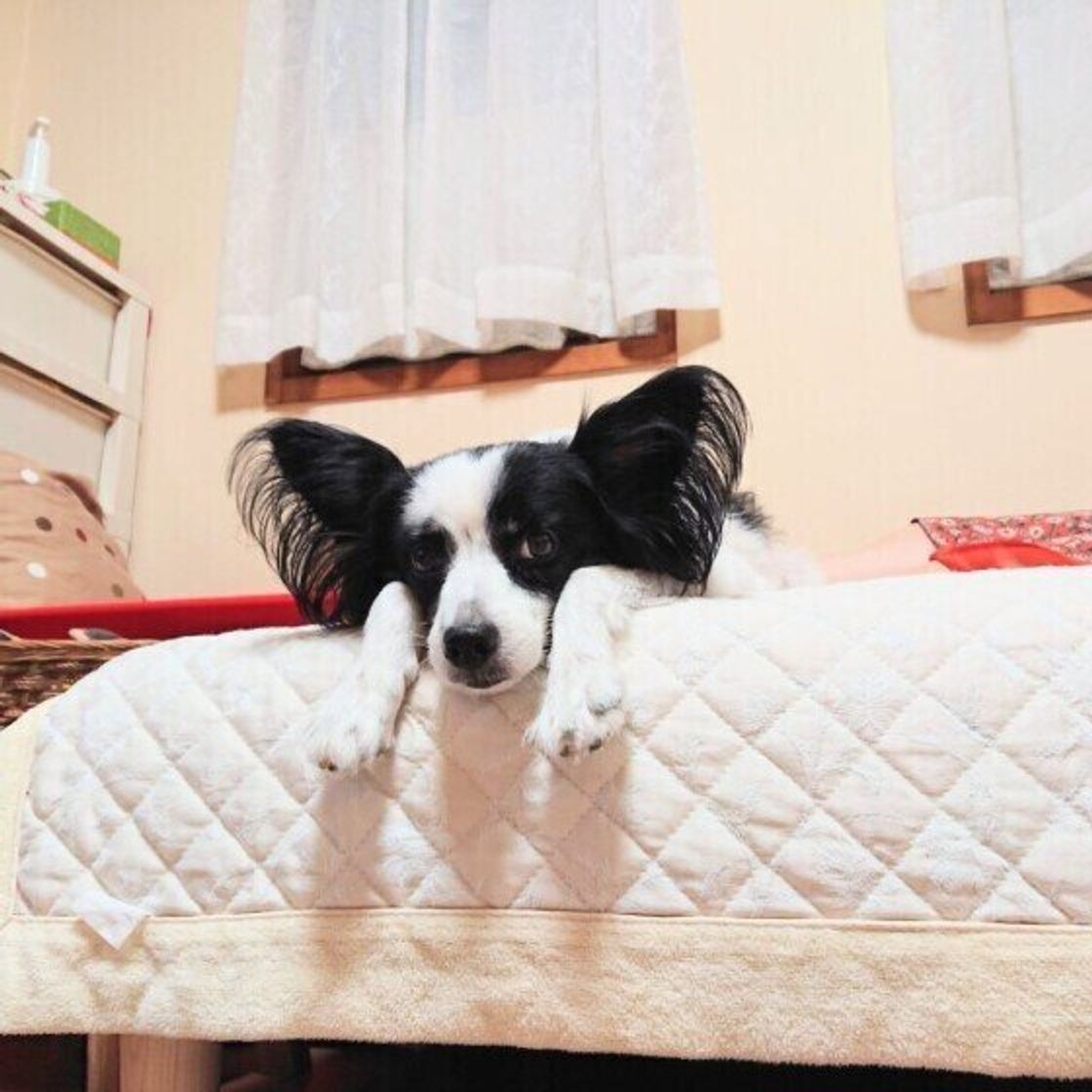 犬の 退屈サイン のよくある事例 実は病気が原因で見られることも いぬのきもちweb Magazine 犬の 退屈サイン のよくある事例 実は病気が原因で見られることも いぬのきもちweb Magazine