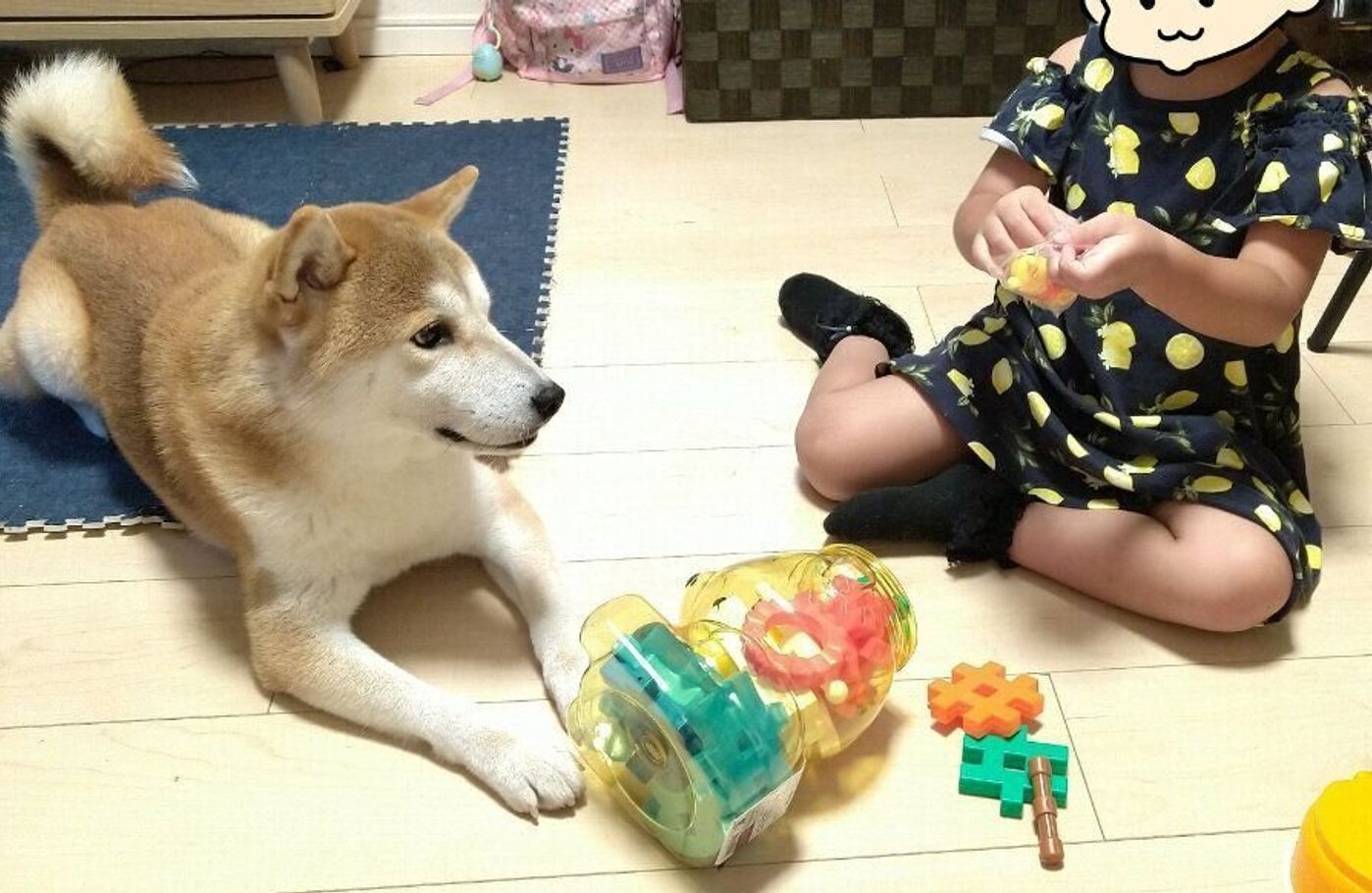 この遊び 嫌いじゃないぜ 娘の遊びに付き合うイケメン柴犬タロさん 連載 モフモフ柴とプニプニ娘 第139話 いぬのきもちweb Magazine この遊び 嫌いじゃないぜ 娘の遊びに付き合うイケメン柴犬タロさん 連載 モフモフ柴とプニプニ娘 第139話 いぬのきもちweb Magazine