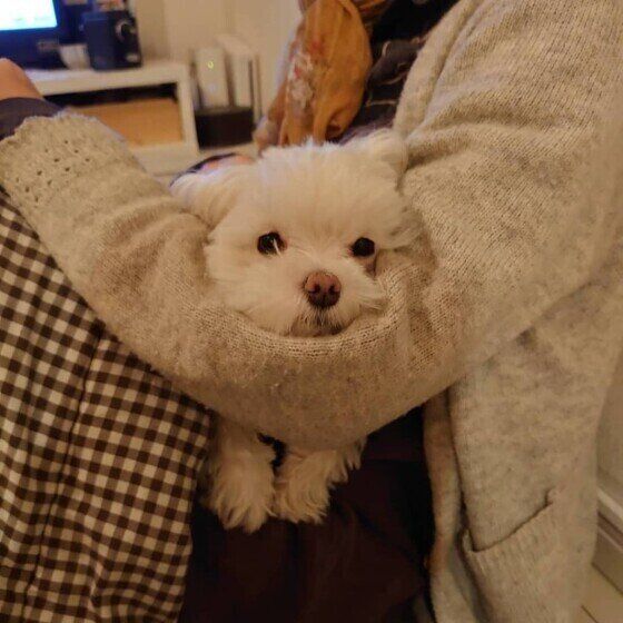 膝の上でくつろぐマルチーズ（メス）