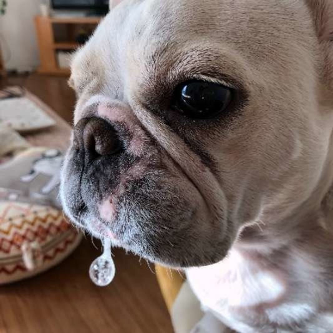 犬のよだれが多すぎるときは注意 よだれの原因を知っておこう いぬのきもちweb Magazine 犬のよだれが多すぎるときは注意 よだれの原因を知っておこう いぬのきもちweb Magazine