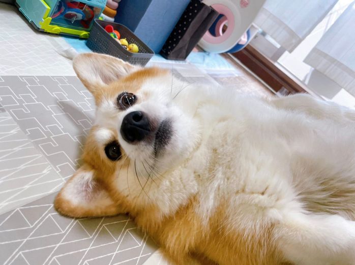 ヘソ天するムギちゃん