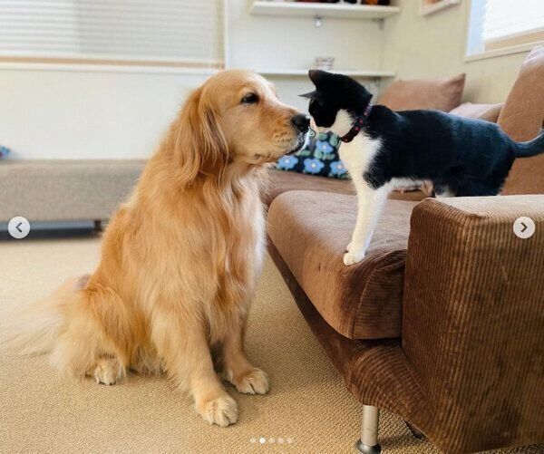 鼻をくっつけるコメちゃんとウメちゃん