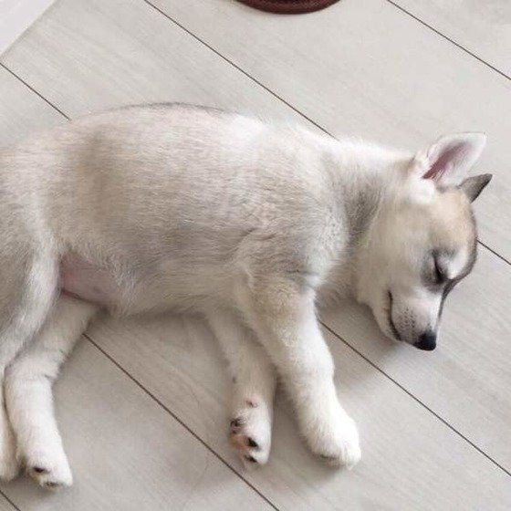 眠るシベリアン・ハスキー