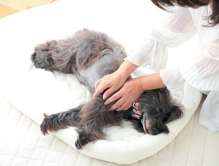 飼い主さんの手で温められる犬