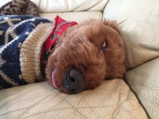 大吉くん、爆睡中