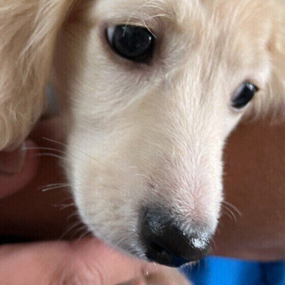 みるくくん（ミニチュア・ダックスフンド）