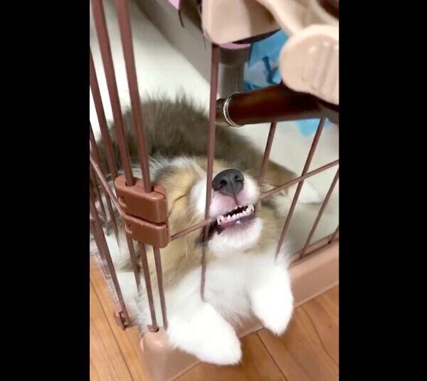 お水を飲んでそのまま寝てしまったリリーちゃん