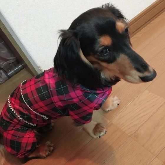 見つめるミニチュア・ダックスフンド